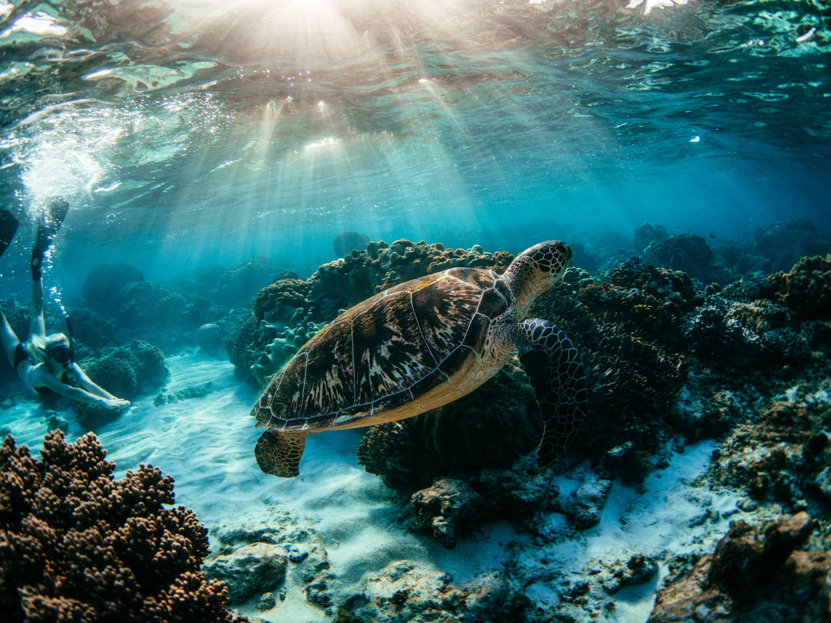snorkelen zeeschildpad zee apo island - Undiscovered.nl