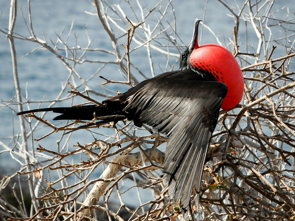 Fregatvogel in Galapagos, Ecuador - Undiscovered.nl