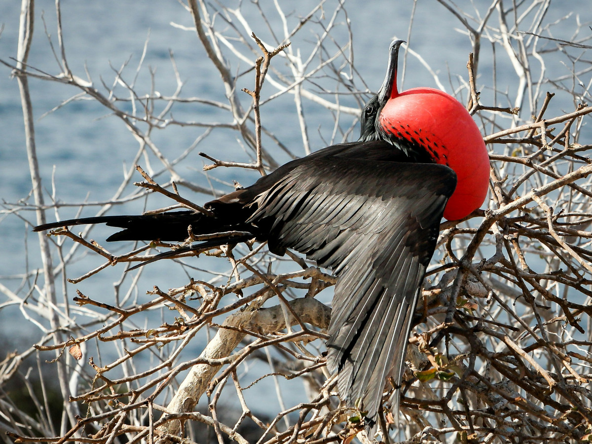 Fregatvogel in Galapagos, Ecuador - Undiscovered.nl