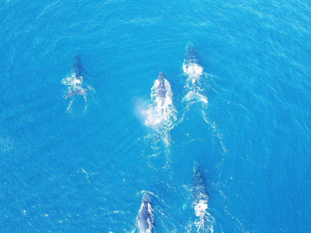 Walvissen - Undiscovered.nl