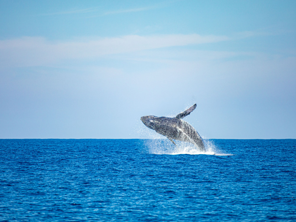 Walvis - Undiscovered.nl