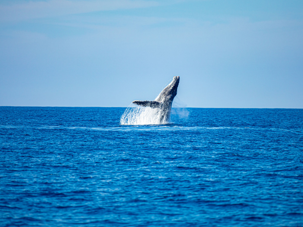 Walvis - Undiscovered.nl