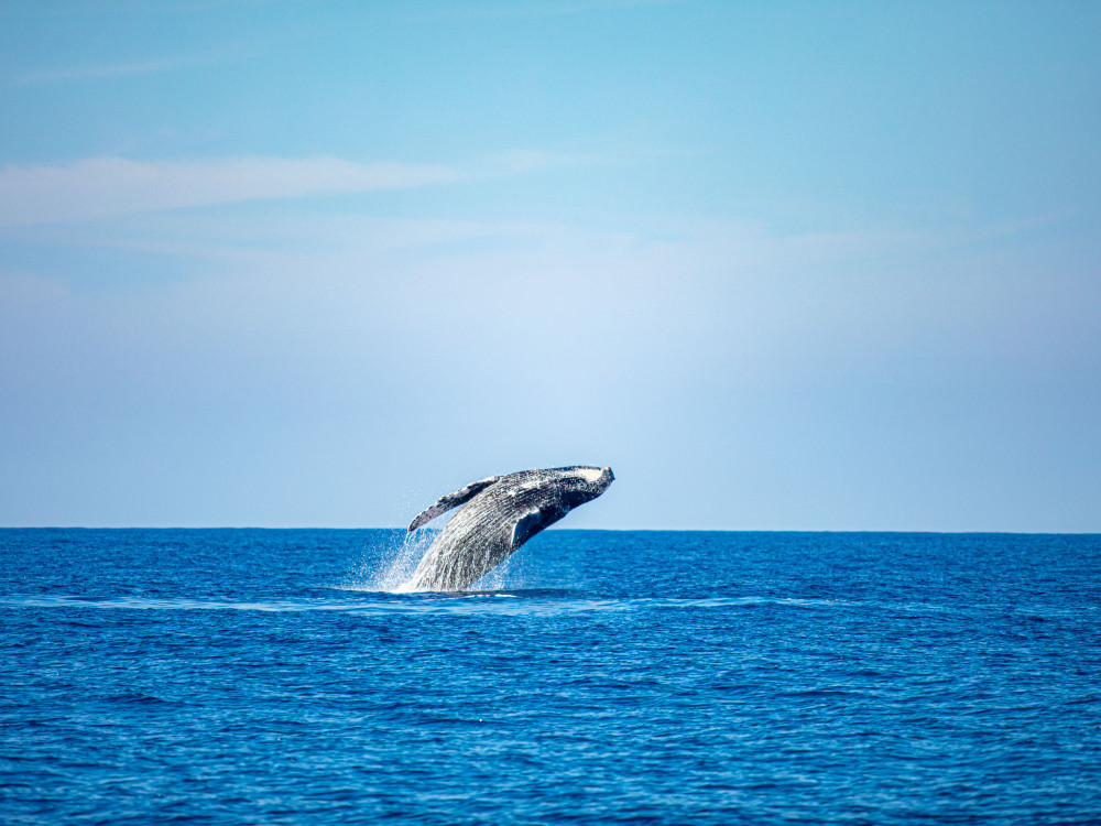 Walvis - Undiscovered.nl