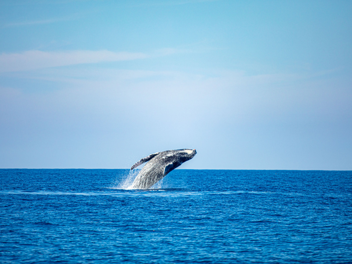 Walvis - Undiscovered.nl