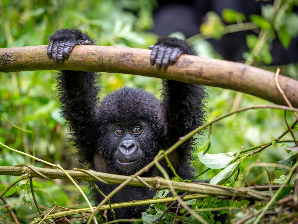 Babygorilla in Rwanda - Undiscovered.nl