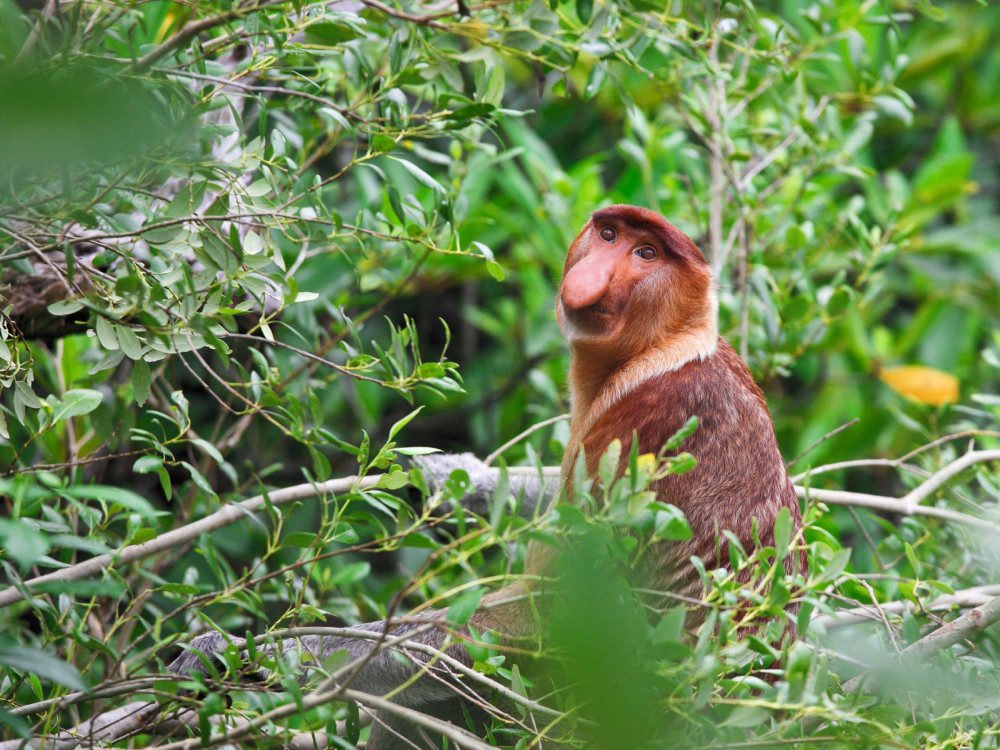 Bako National Park, Borneo - Undiscovered.nl