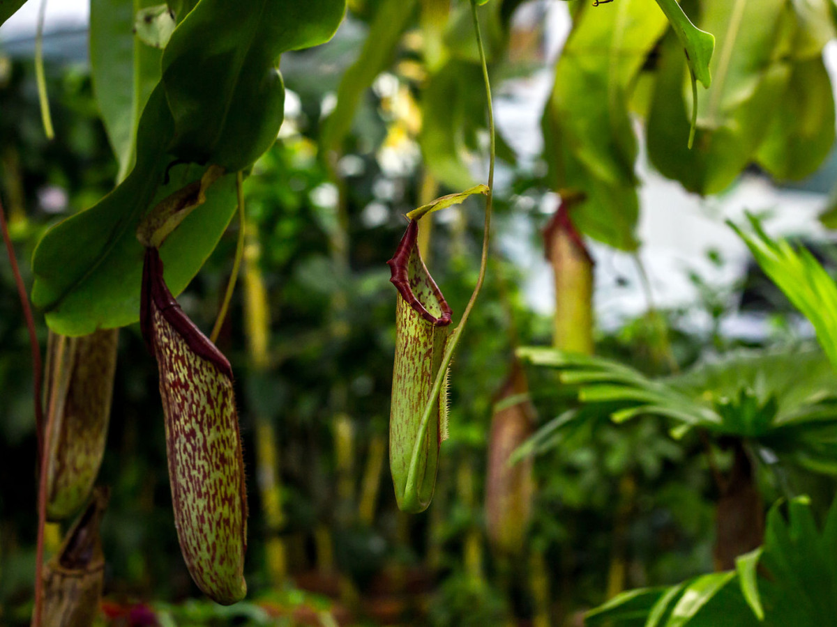 Bako National Park, Borneo - Undiscovered.nl
