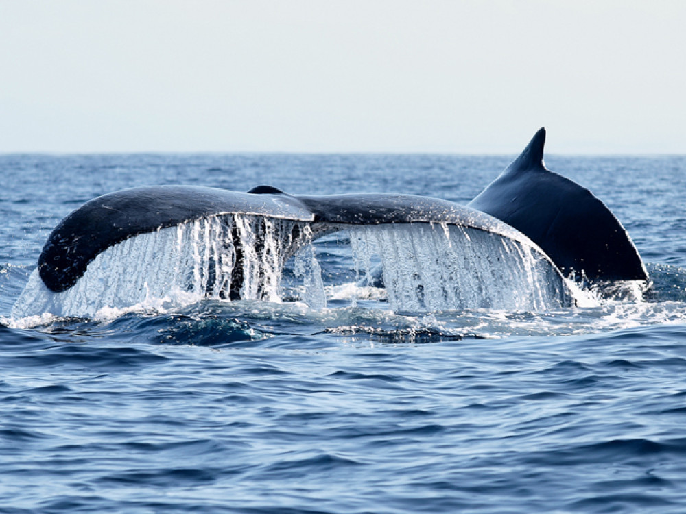 Staart van een bultrug in Madagascar - Undiscovered.nl