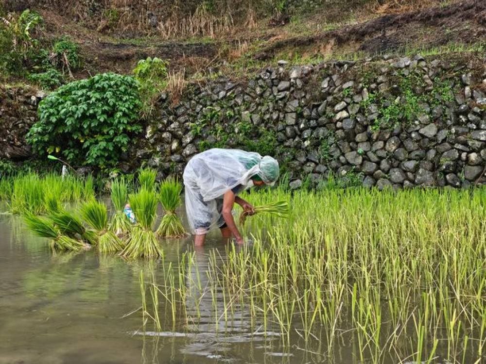 Vrouw in rijstveld, Banaue/Batad - Undiscovered.nl
