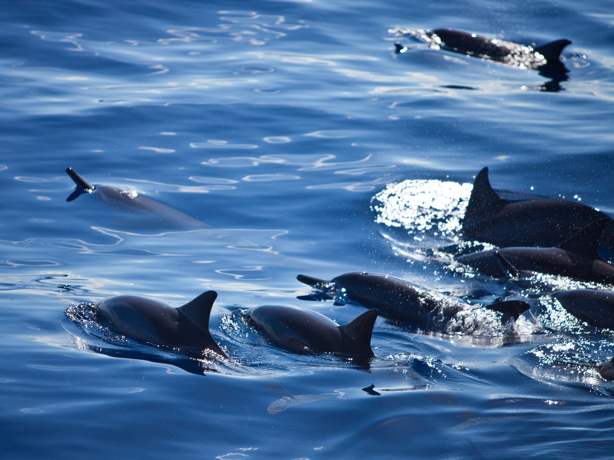 Wilde dolfijnen in Réunion - Undiscovered.nl