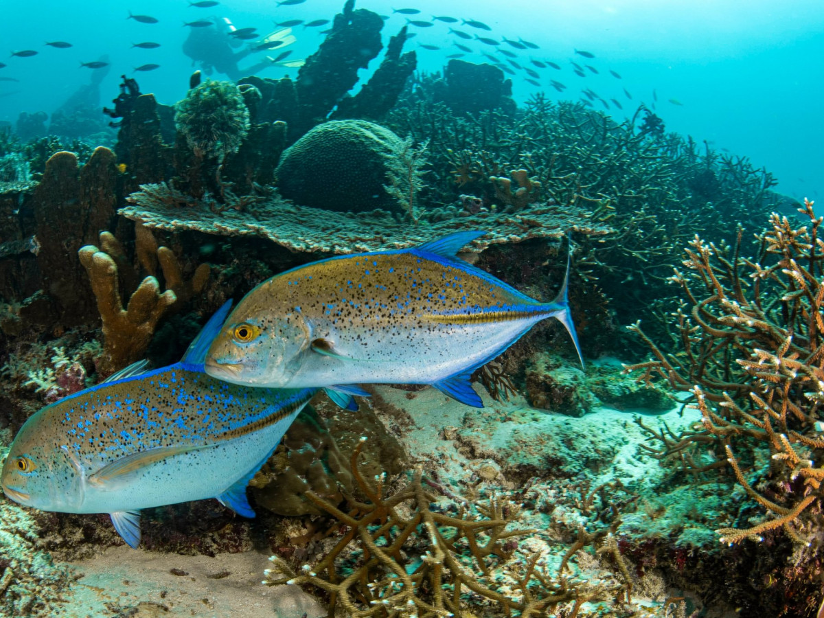 Bluefin Trevally, Banda-eilanden, Indo Master, Oost-Indonesië - Undiscovered.nl