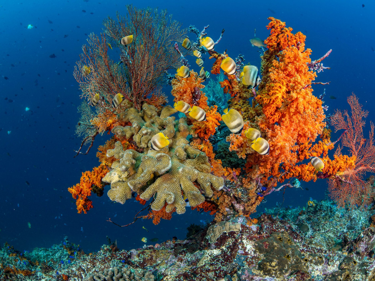 Koraalvissen bij Banda-eilanden, Oost-Indonesië - Undiscovered.nl