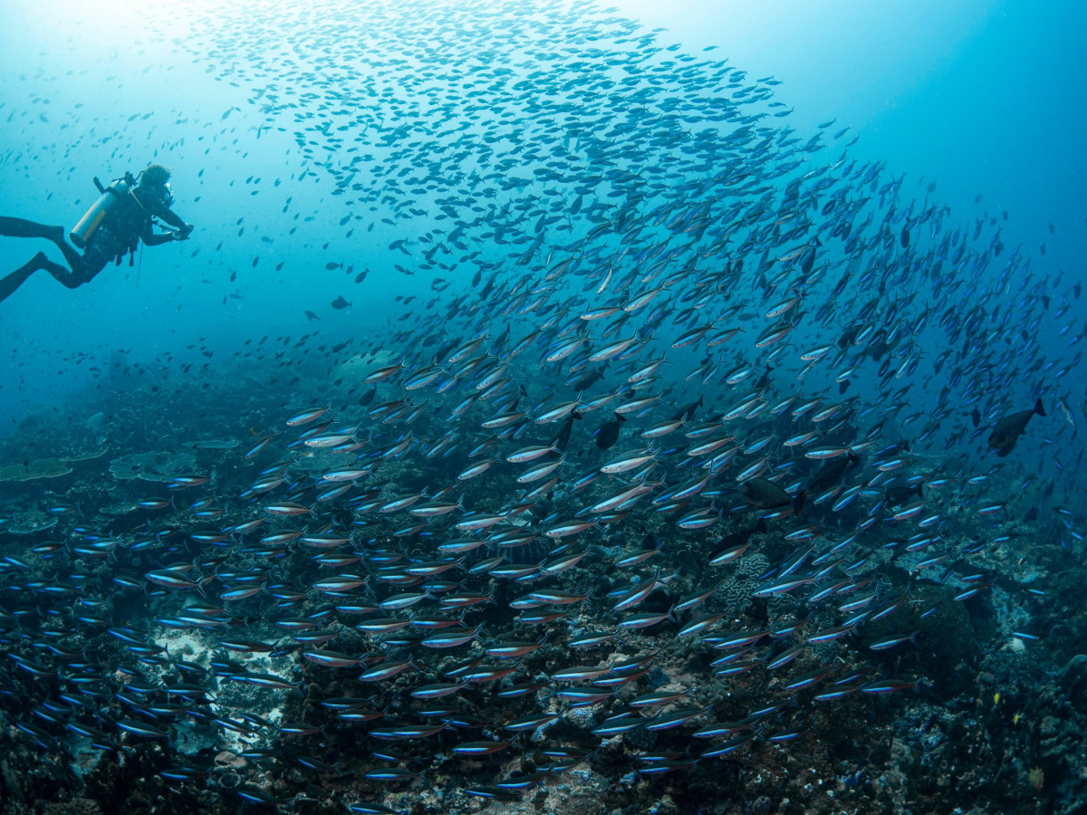 School vissen bij Banda-eilanden, Oost-Indonesië - Undiscovered.nl