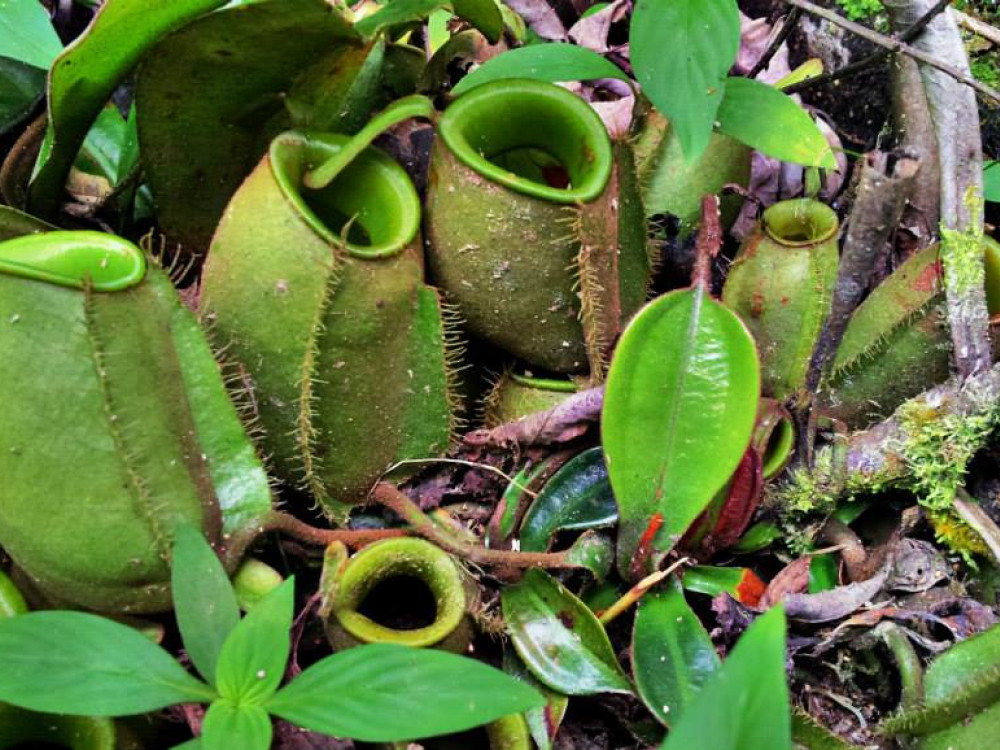 Crocker Range National Park, Borneo - Undiscovered.nl