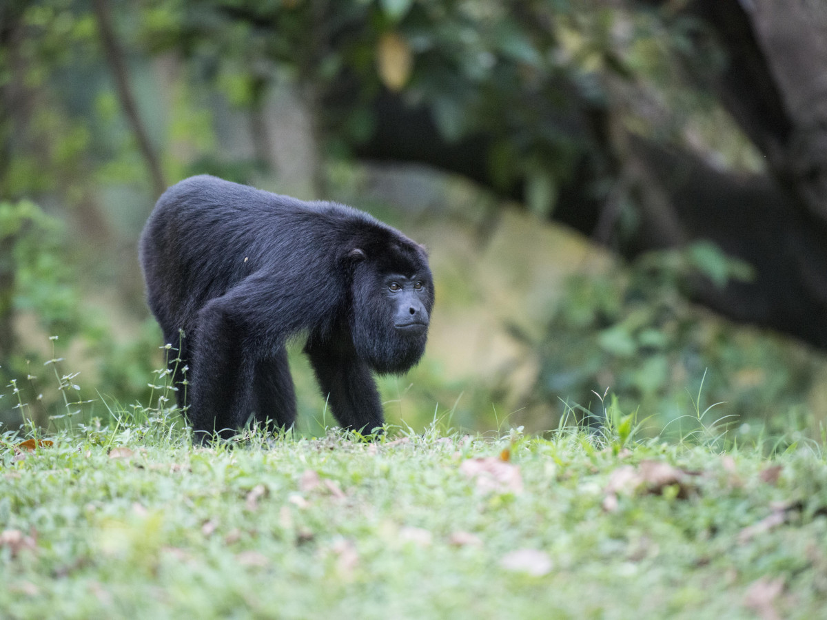 Brulaap in Belize - Undiscovered.nl