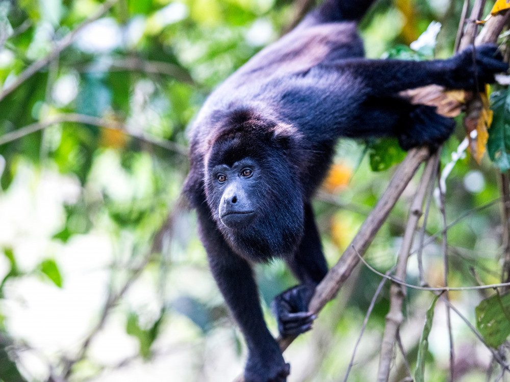 Slingeraap in Belize - Undiscoverd.nl