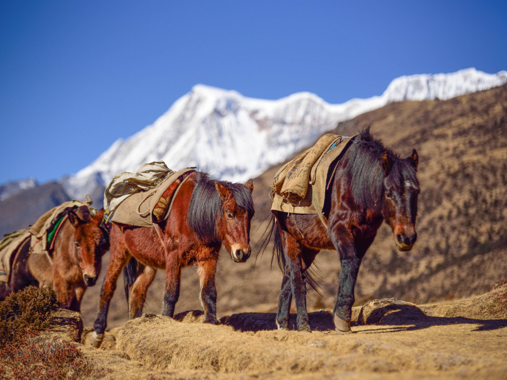 Paarden in Bhutan - Undiscovered.nl
