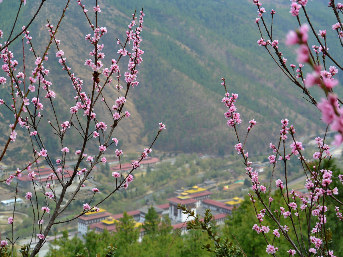 Punakha Dzong, Bhutan - Undiscovered.nl