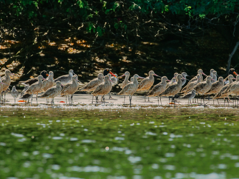 Vogels bij Jiquilisco Bay, El Salvador - Undiscovered.nl