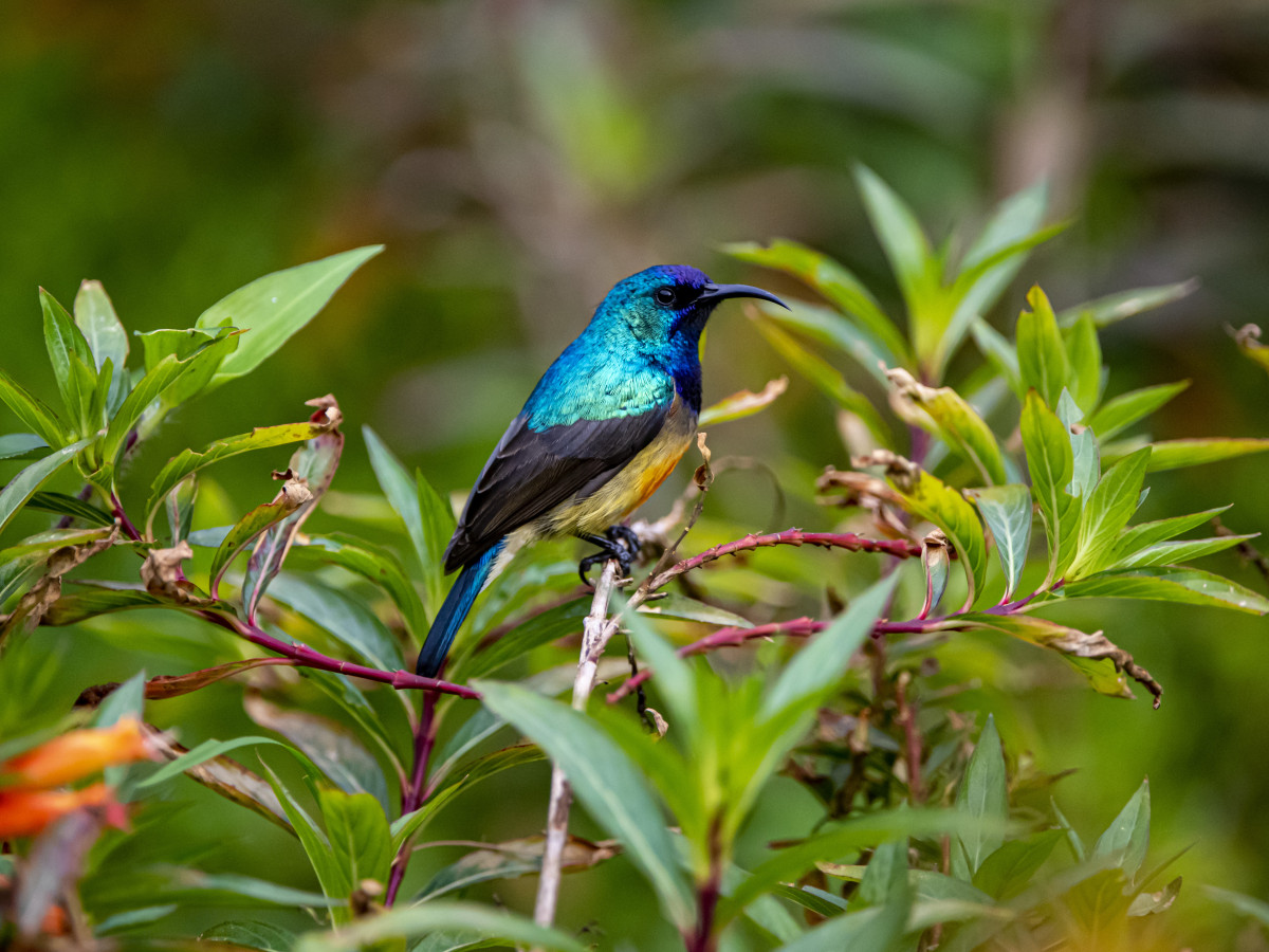 Rwanda vogels - Undiscovered