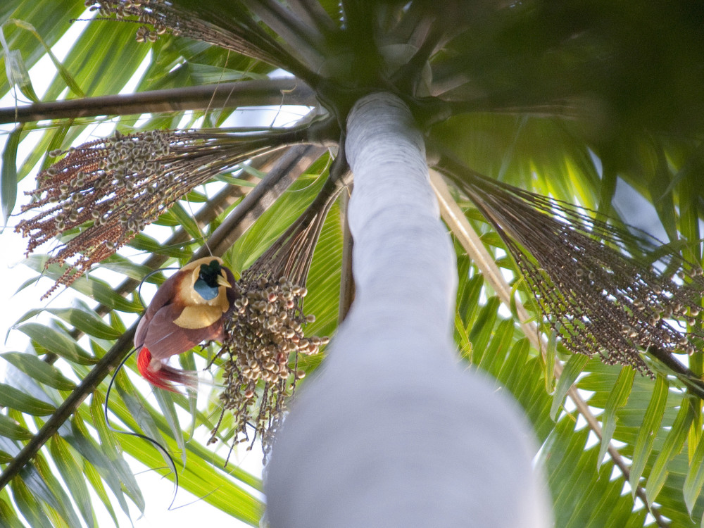 Red Bird of Paradise Kri Eco Resort, Raja Ampat, West Papoea - Undiscovered.nl