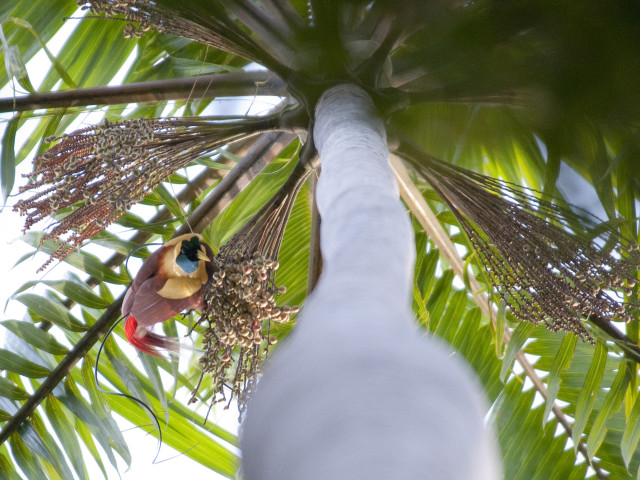 Red Bird of Paradise Kri Eco Resort, Raja Ampat, West Papoea - Undiscovered.nl