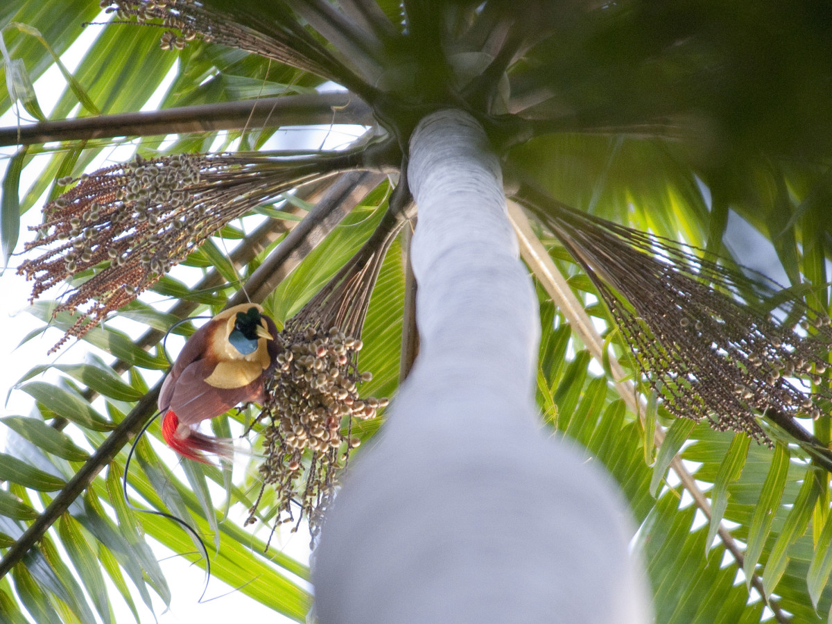 Red Bird of Paradise Kri Eco Resort, Raja Ampat, West Papoea - Undiscovered.nl