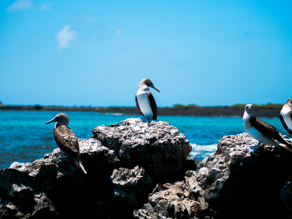 Blauwvoetgenten in Galapagos, Ecuador - Undiscovered.nl