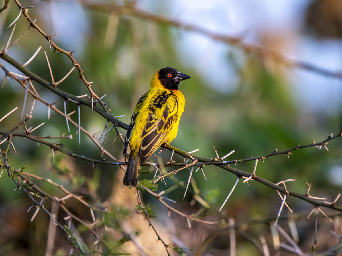 Rwanda vogels - Undiscovered