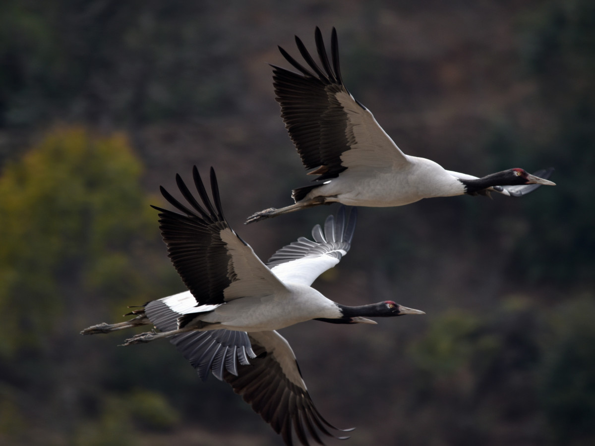 Zwartnekkraanvogels Bhutan - Undiscovered.nl