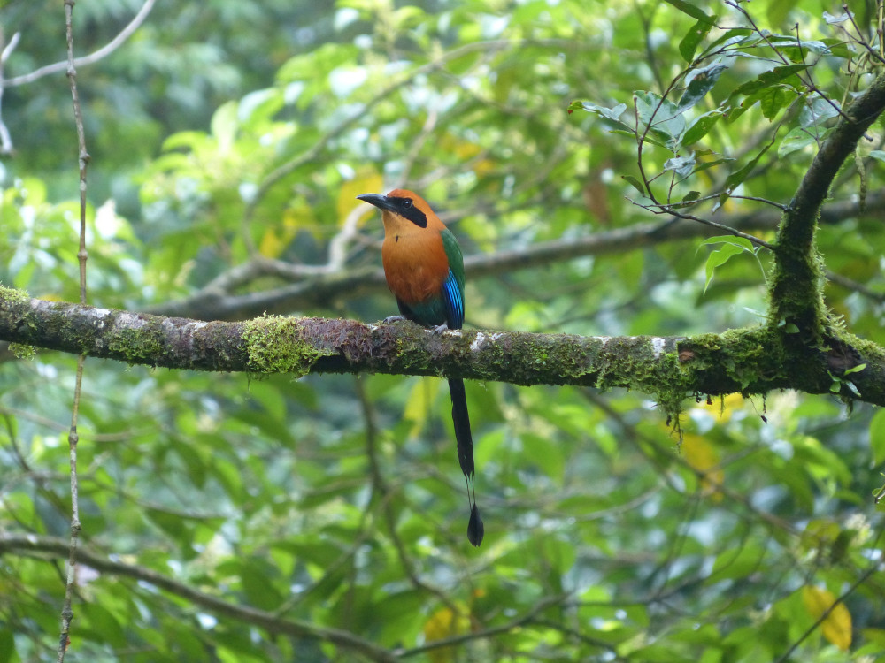 Blau Scheitel Motmot - Undiscovered.nl