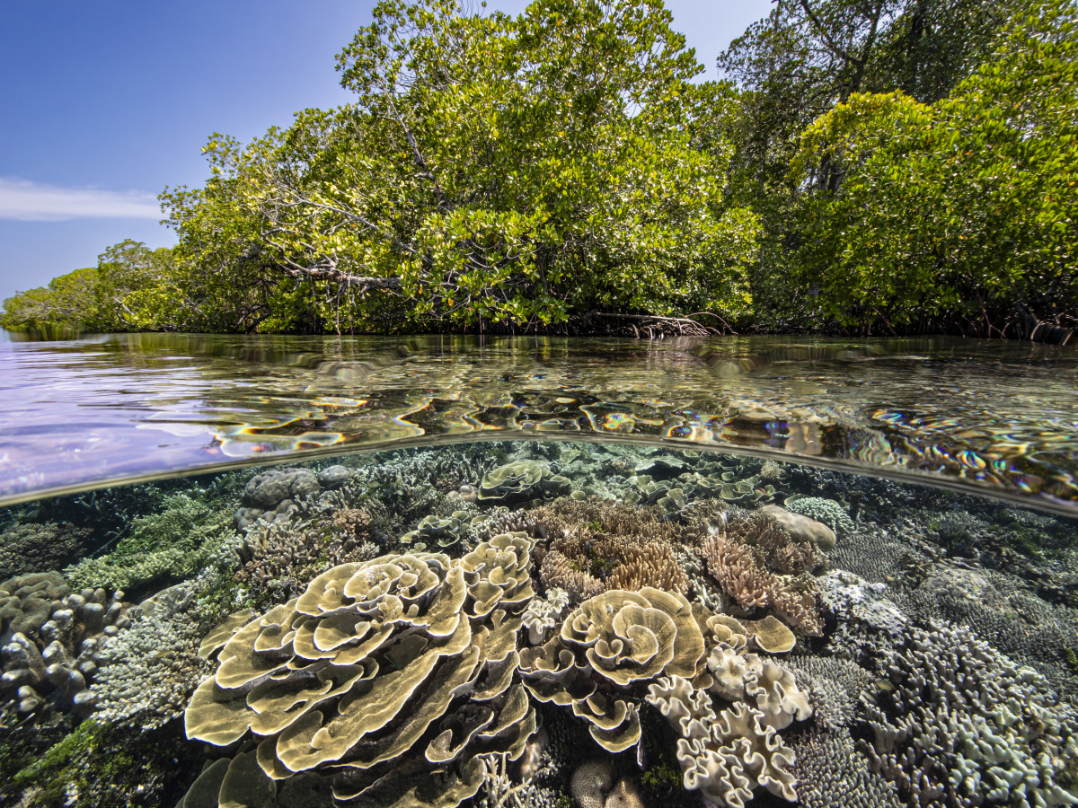 Mangrovewater bij Kri Eco Resort, Raja Ampat, West Papoea - Undiscovered.nl