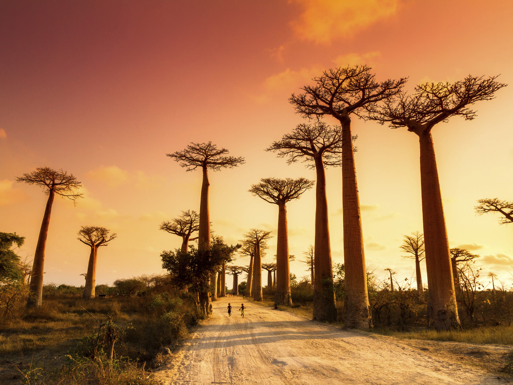 Baobab bomen in Madagascar - Undiscovered.nl