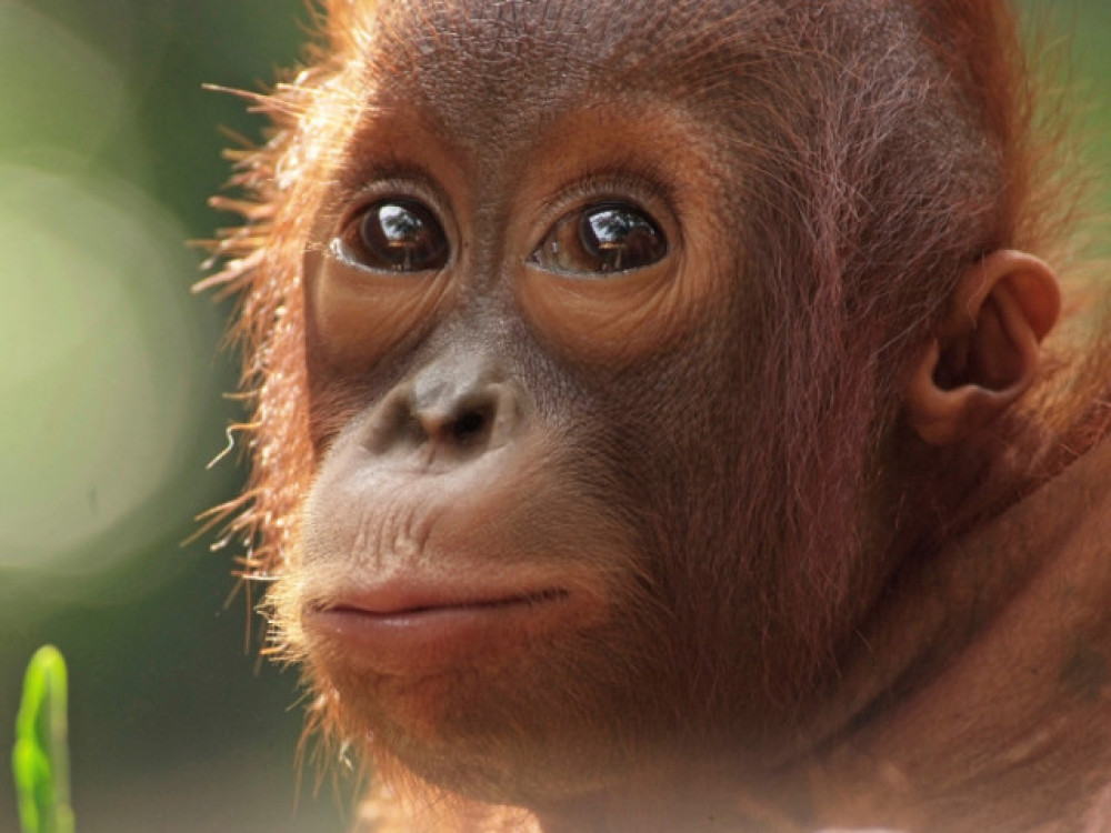Orang Oetan in Borneo - Undiscovered.nl