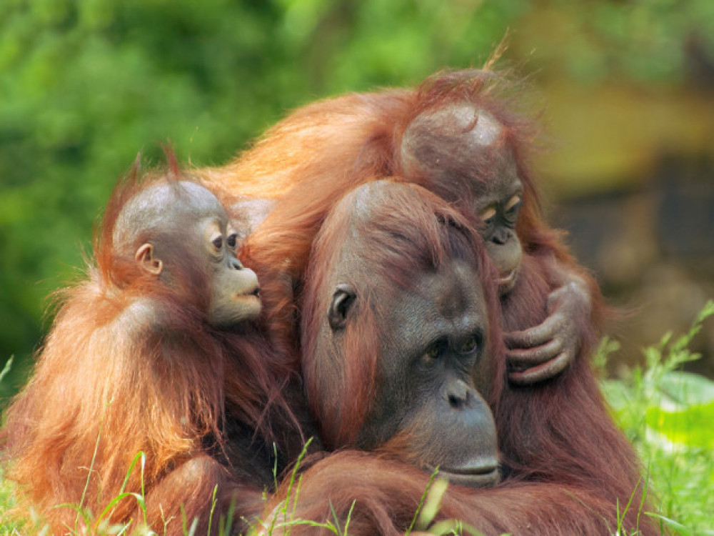 Orang Oetans in Borneo - Undiscovered.nl
