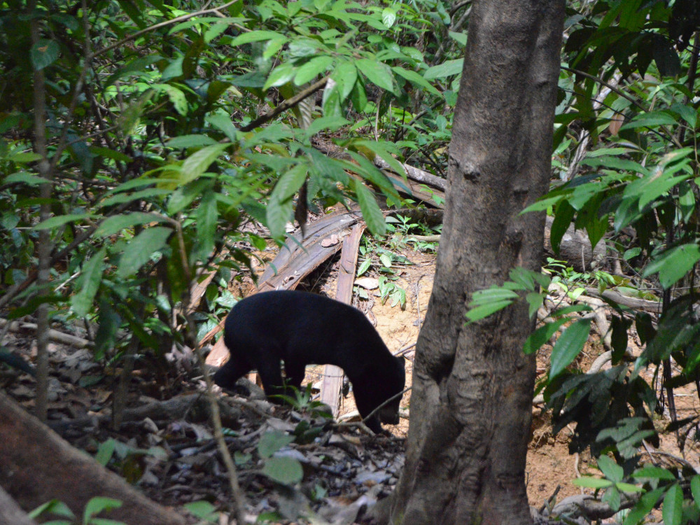 Wildleven in Borneo - Undiscovered.nl