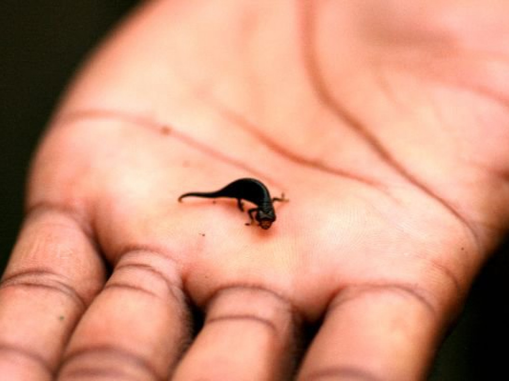 Wildleven in Madagascar - Undiscovered.nl