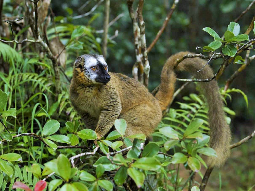 Bruine lemur in Madagascar - Undiscovered.nl