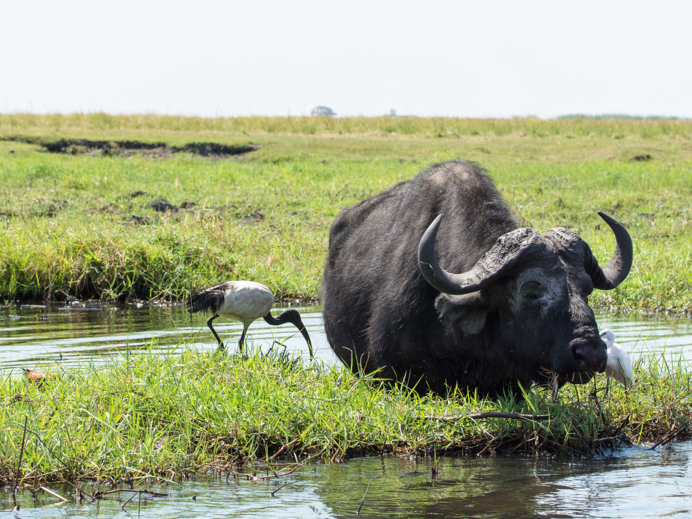 Buffel in het water - Undiscovered.nl