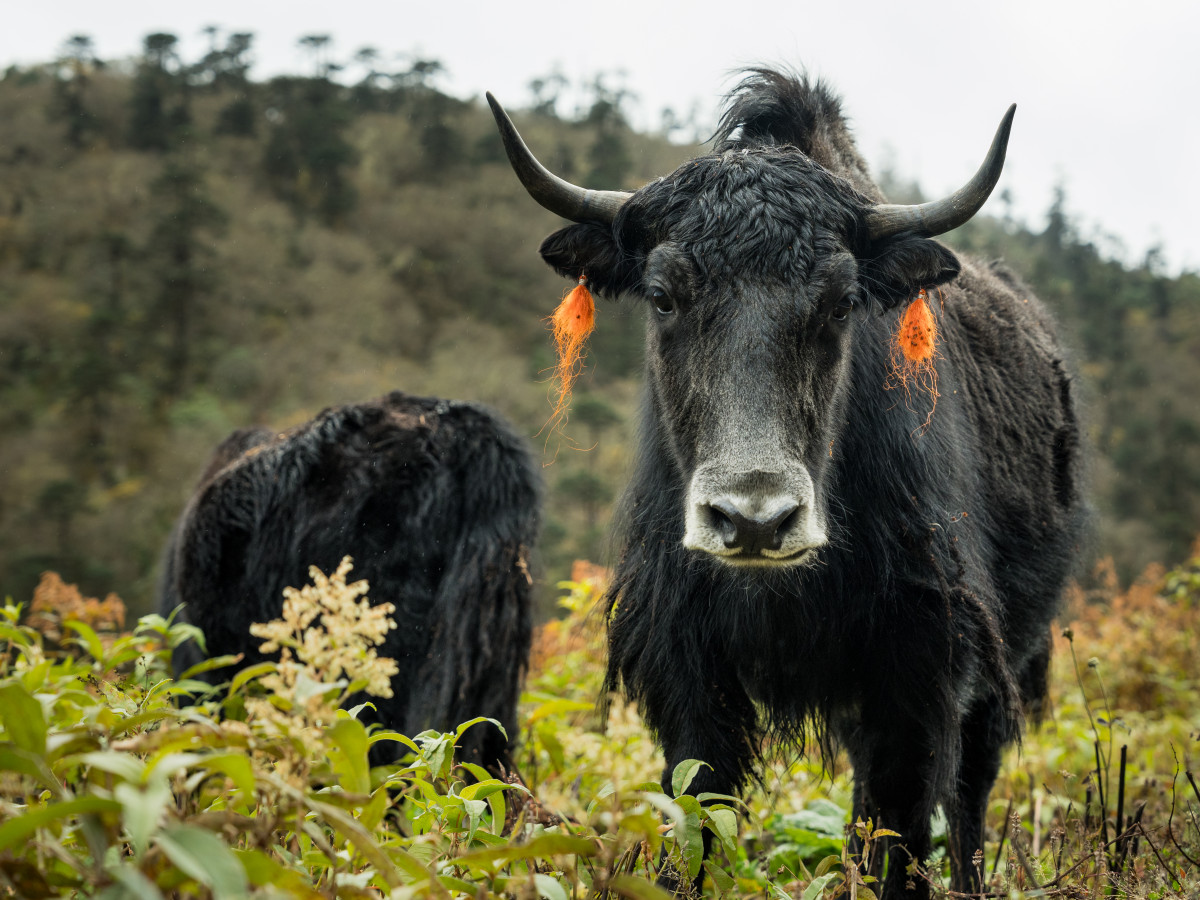 Bumthang Bhutan - Undiscovered.nl
