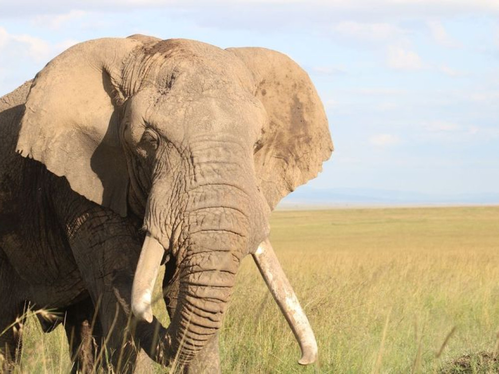 Masai Mara Kenia - Undiscovered.nl