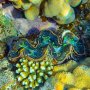 Doopvontschelp Camiguin Filipijnen - Undiscovered.nl