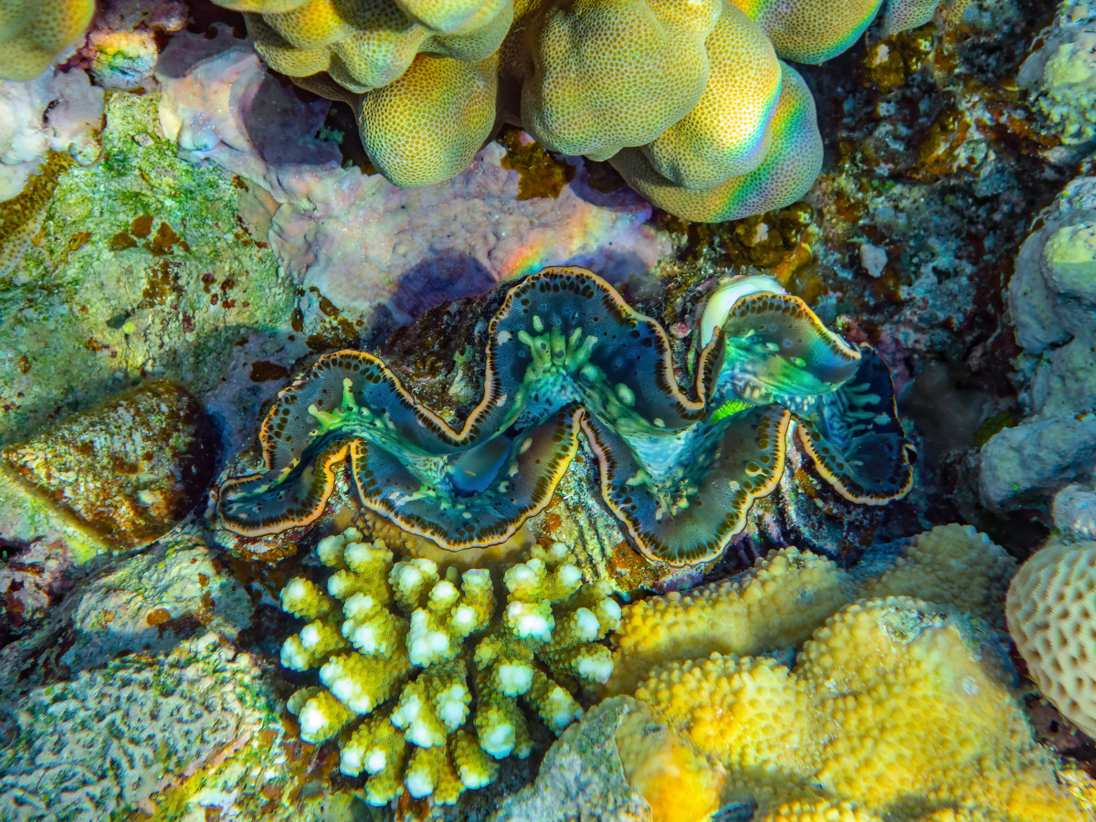 Doopvontschelp Camiguin Filipijnen - Undiscovered.nl