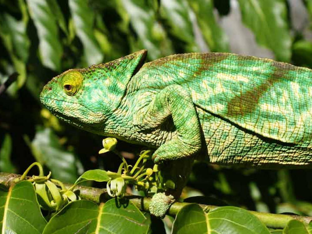 Kameleon in Madagascar - Undiscovered.nl