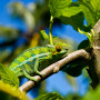 Kameleon in Madagascar - Undiscovered.nl