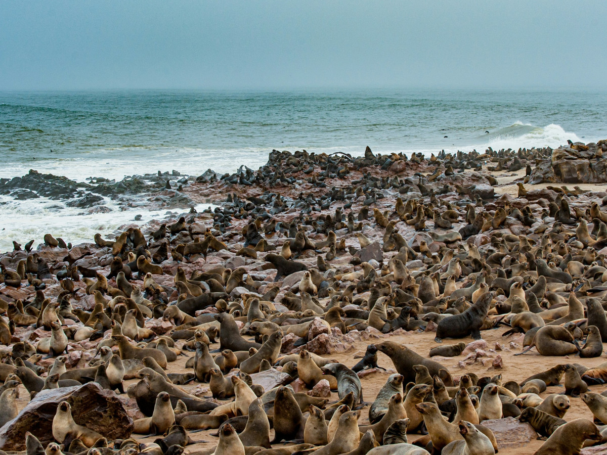 Cape Cross, Namibië - Undiscovered.nl