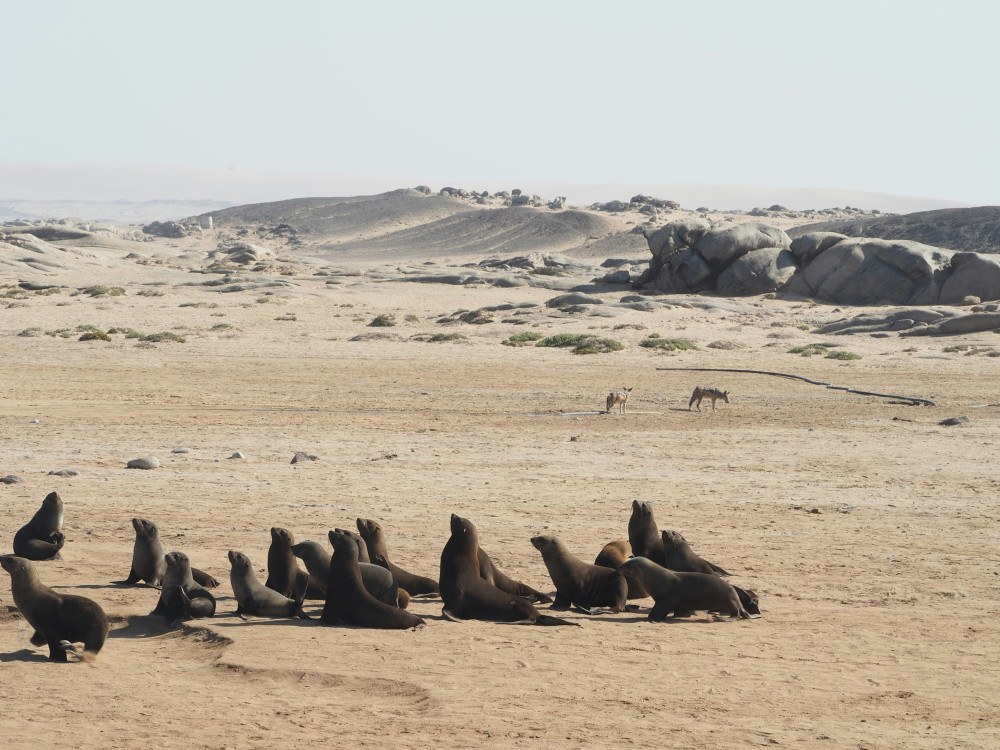 Cape Cross, zeehonden, Namibië - Undiscovered.nl