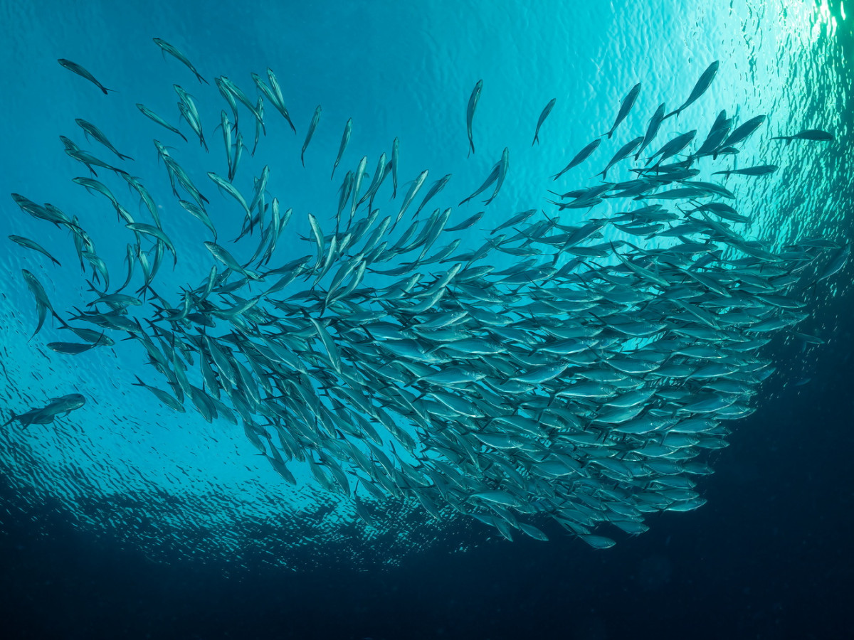 Duiken in Raja Ampat met Kri Eco Resort - Undiscovered.nl