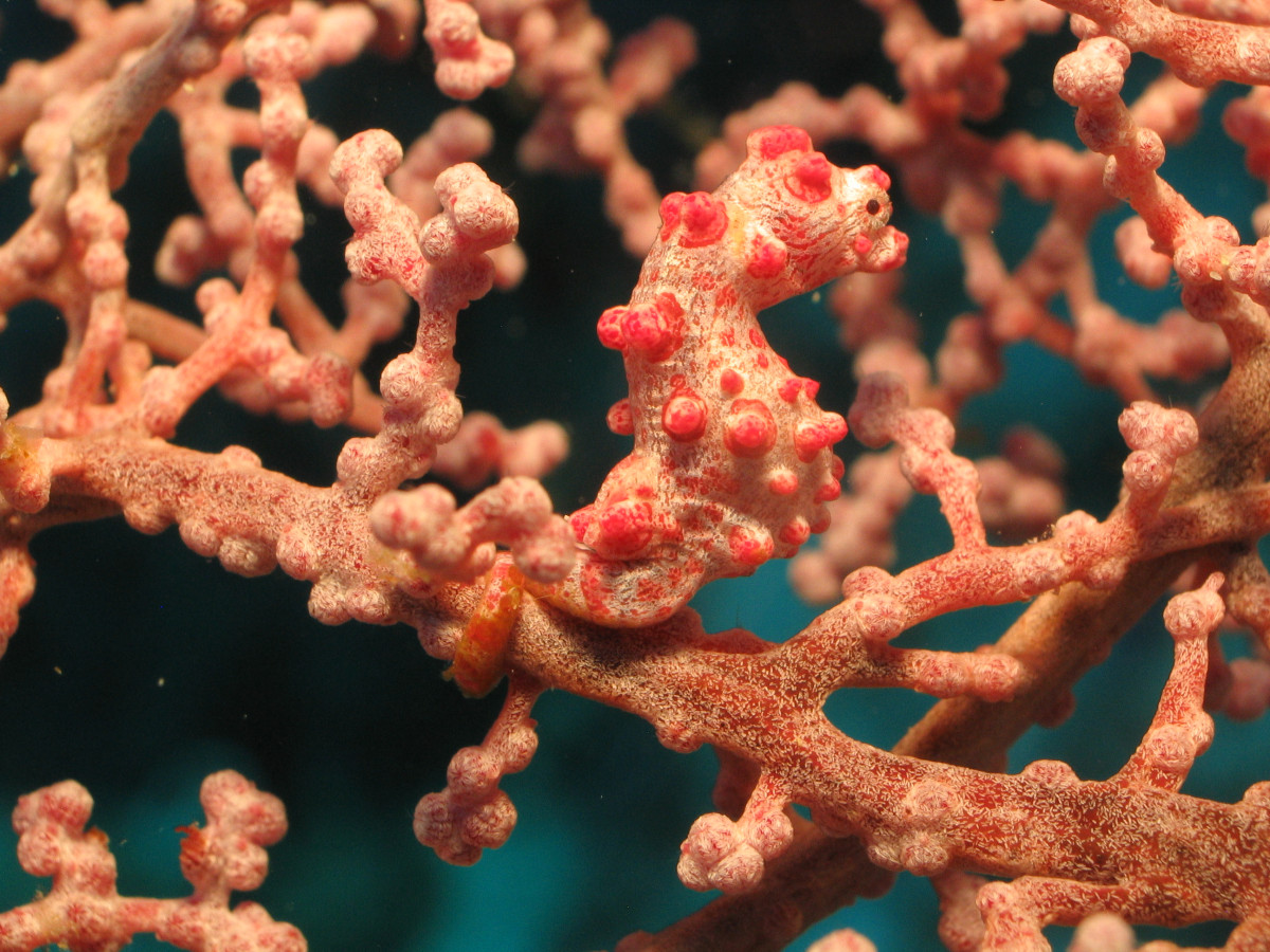 Duiken in Raja Ampat met Kri Eco Resort - Undiscovered.nl