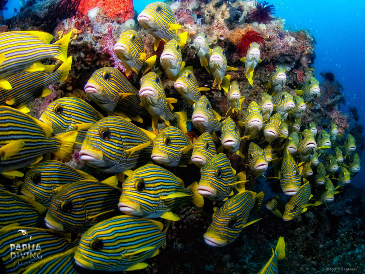 Duiken in Raja Ampat met Kri Eco Resort - Undiscovered.nl